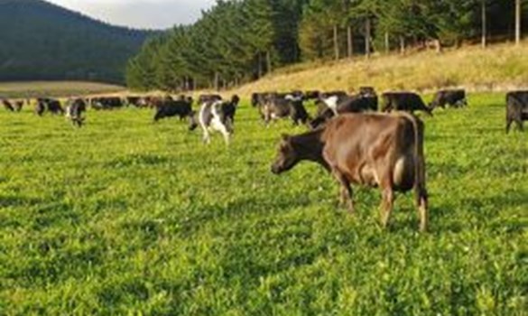 Cows in a field in sunshine